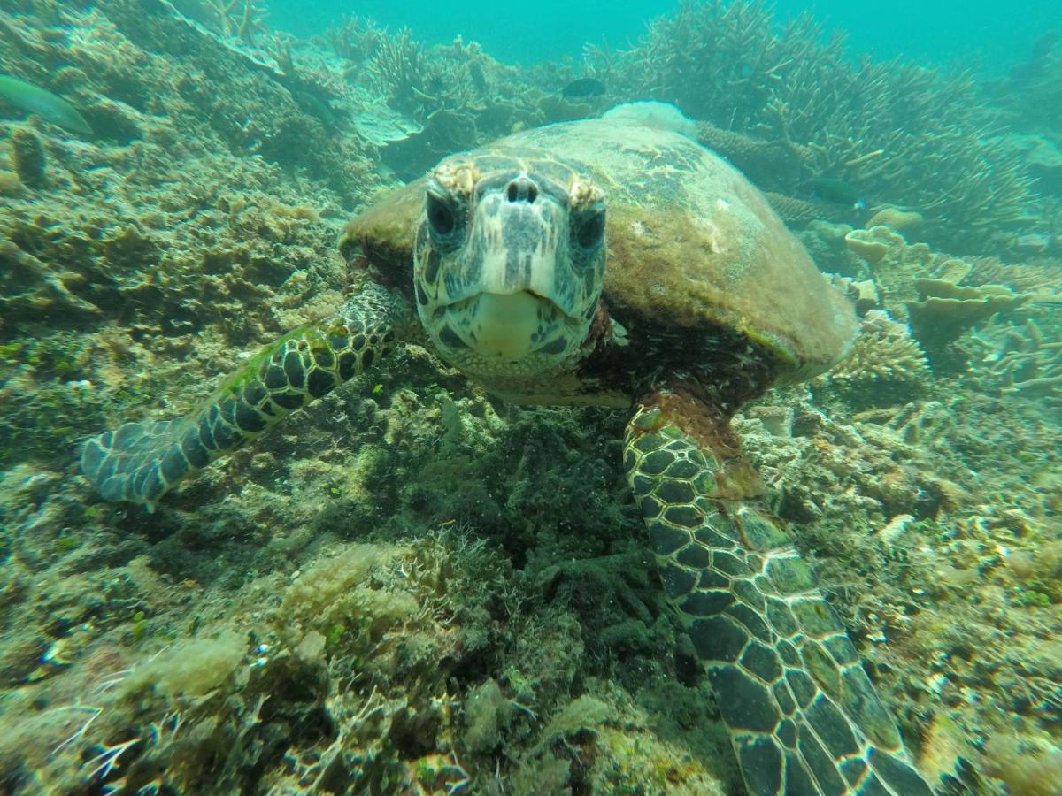 Hotel Bushman Tioman Kampong Juara Exterior foto